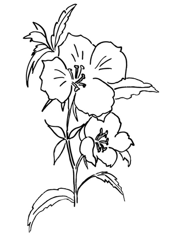 Farewell To Spring Or Godetia  Coloring Page